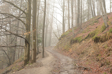 A path in the forest between trees in the fog