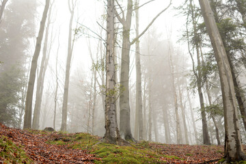 fog in the forest