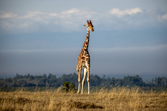 Giraffe Kenia