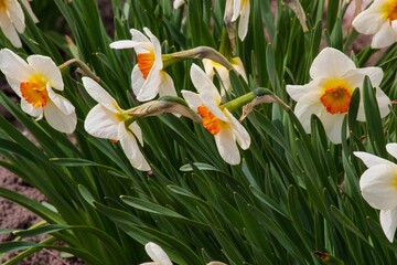 Fototapeta na wymiar Spring daffodils in a flower bed