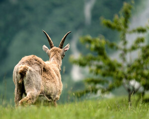 Chamois aux Houches, Haute-Savoie, France