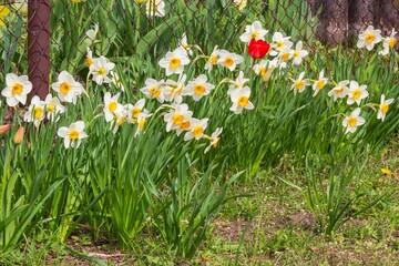 Spring daffodils in a flower bed
