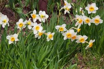 Spring daffodils in a flower bed