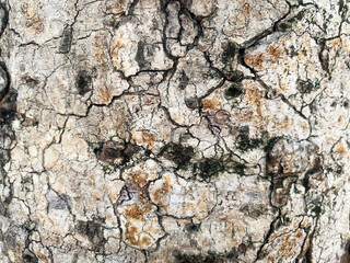 Seamless bark Color: gray, white, black Has a rough texture, suitable for use as a background. And the wallpaper has a blank space for writing messages.