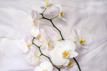 Fototapeta na wymiar The branch of white orchids on white fabric background