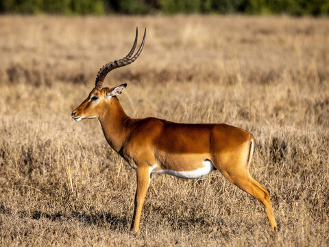Impala M&auml;nnchen auf der Hut