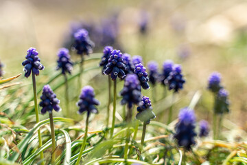 Blue muscari flowers bloom in the garden. Spring flowers. Blue muscari with a blurred background.