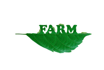 farm leaf with Leaf-eating worm. Green natural clean energy for save the earth and environment green natural ecology. clipping path.
