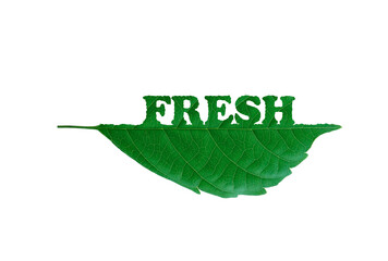 fresh leaf with Leaf-eating worm. Green natural clean energy for save the earth and environment green natural ecology. clipping path.