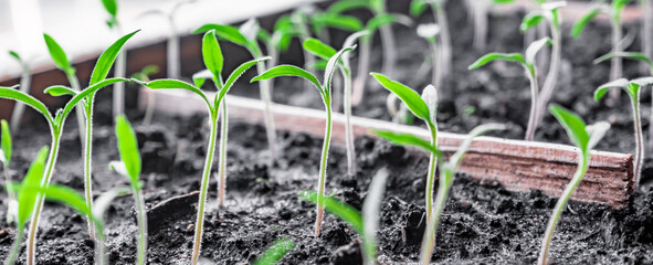 Potted sprouted tomato and pepper. Spring seedlings nursery tray. Seedlings of tomatoes in pot. Baby plants sowing in peat pots. Trays for agricultural seedlings.