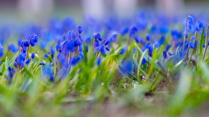 spring flowers in the garden, (Scilla siberica), flower fragments on a blurred background, spring heralds
