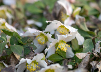 spring flowers in the garden, flower fragments on a fuzzy background, spring heralds