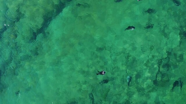 Seal nerpa swim in clear water, aerial drone flight. Pusa sibirica in Baikal transparent blue