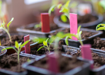 fragments of small green plants in black plastic boxes and colored markers, plant growing hobby, blurred background