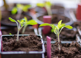 fragments of small green plants in black plastic boxes and colored markers, plant growing hobby, blurred background