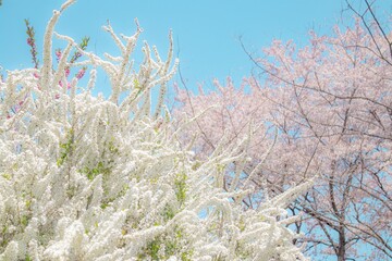 春の白とピンクの花