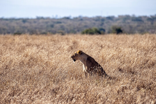 Wilde L&ouml;win Kenia
