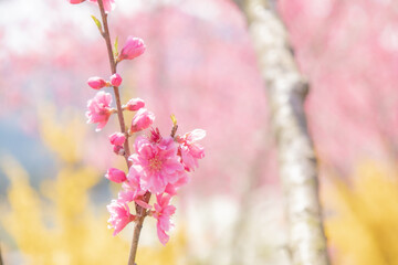花桃の枝