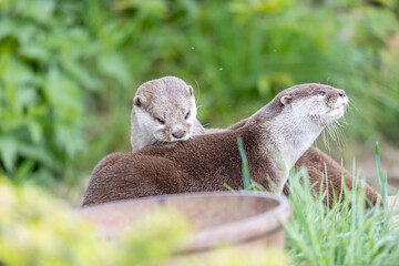 otter in the grass