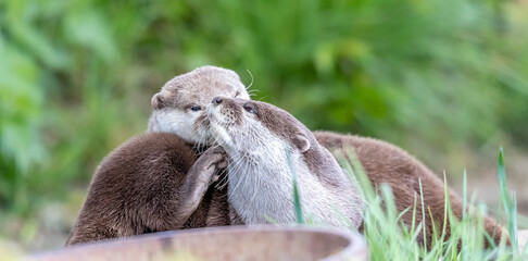 otter on the bank