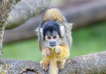 squirrel monkey in a tree
