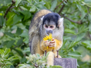 squirrel monkey on a branch