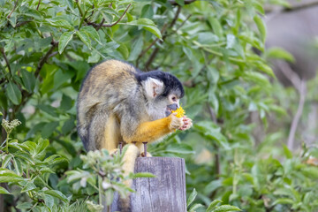 squirrel monkey on post