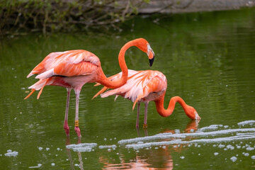 flamingo in the water