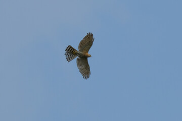 little banded goshawk