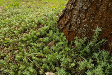 Green fresh spring wild grass near brown tree trunk into city park earth day nature climate protection concept 