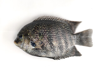 pearl spot fish /Karimeen isolated on white Background.Selective focus.