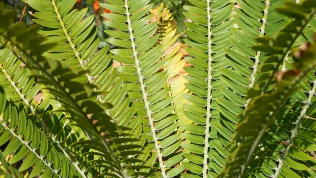 Cycad fern leaves in forest, California USA. Green fresh juicy natural botanical leafage. Encephalartos or zamiaceae dioon palm lush foliage. Tropical jungle rainforest woods atmosphere garden design.