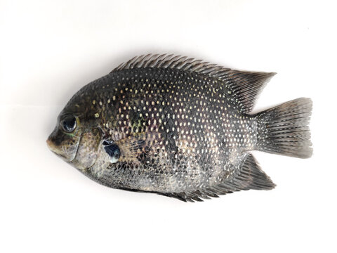 pearl spot fish /Karimeen isolated on white Background.Selective focus.