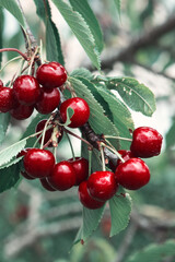 Red Cherries hanging on a cherry tree branch.