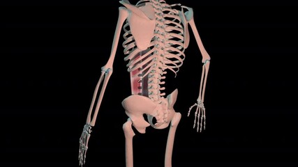 Rectus Abdominis Muscles Full Roration Loop