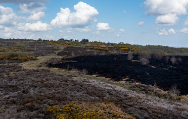 Drone view of recent arson attack at Waldridge Fell. Site of Special Scientific Interest in County Durham. Scorched black heather and gorse bushes after large heath fire.