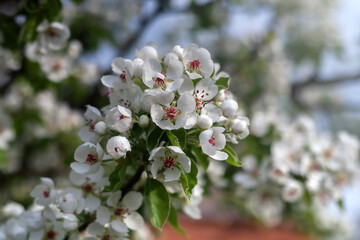 Flowers of the cherry blossoms on a spring day