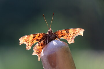 backlit image of the comma butterfly sitting on top of a broomstick, with near transparant wings