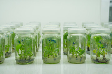 Researchers are examining aquatic plants in a tissue culture room. To be sold in the market.
Plant tissue culture is a techniques used to grow plant cells under sterile conditions