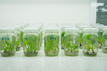 Researchers are examining aquatic plants in a tissue culture room. To be sold in the market.
Plant...