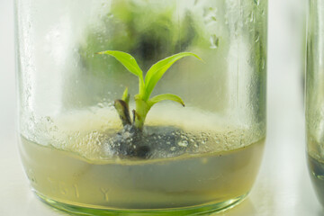 Researchers are examining aquatic plants in a tissue culture room. To be sold in the market.
Plant tissue culture is a techniques used to grow plant cells under sterile conditions