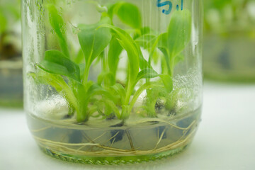 Researchers are examining aquatic plants in a tissue culture room. To be sold in the market.
Plant tissue culture is a techniques used to grow plant cells under sterile conditions