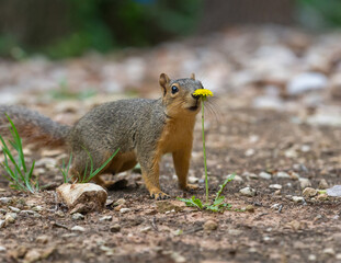 squirrel stops to smell the flowers