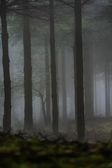 Mysterious Otzarreta forest. Gorbea natural park, Basque Country, Spain