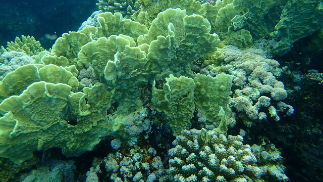 Blade fire coral or plate fire coral or Wello fire coral (Millepora platyphylla) undersea, Red Sea, Egypt, Sharm El Sheikh, Nabq Bay