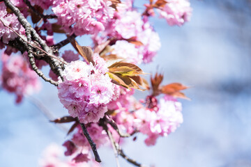 Spring flowering. Romantic spring mood. Cherry blossom. Pink sakura tree. 
