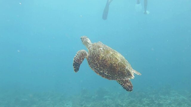 ein Schildkr&ouml;te schwimmt in einem Korallenriff, Slow motion