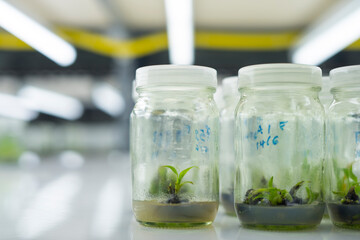 Researchers are examining aquatic plants in a tissue culture room. To be sold in the market.
Plant tissue culture is a techniques used to grow plant cells under sterile conditions