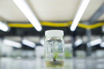 Researchers are examining aquatic plants in a tissue culture room. To be sold in the market.
Plant tissue culture is a techniques used to grow plant cells under sterile conditions