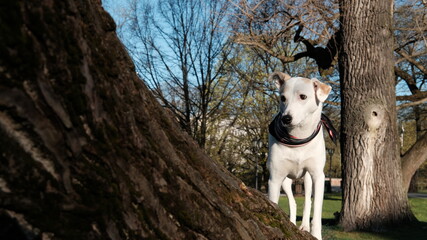 White mongrel dog with a colored neckerchief stands near a tree